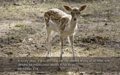 proverbs055.gif