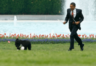 obamadog.gif